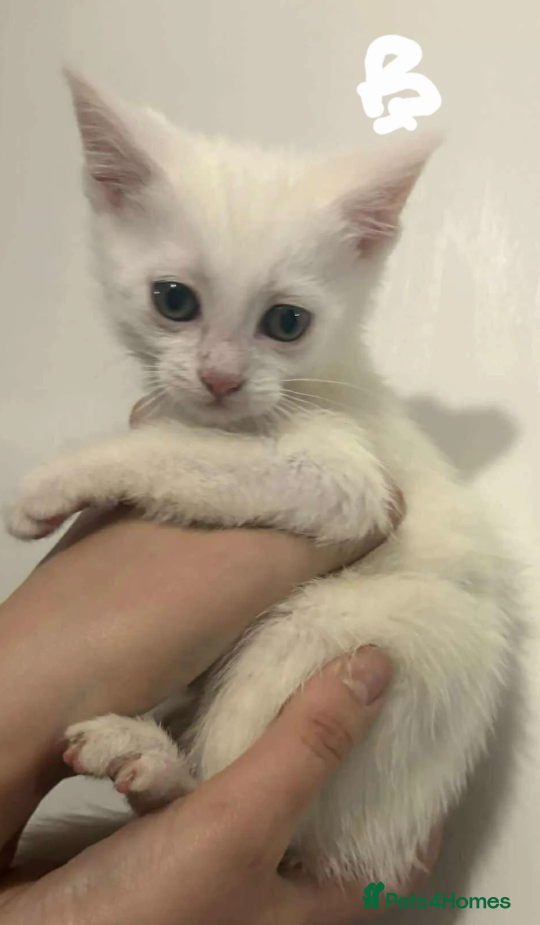 Mixed Breed cats for sale: Kittens  - Advert 22