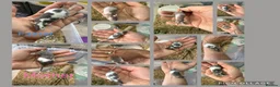 Mouse rodents for sale: 🐭 Friendly Fancy Mice - Males & Females 🐭 - Advert 4
