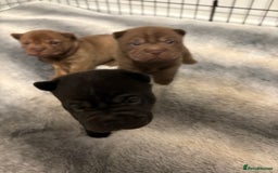 Shar Pei dogs for sale: Stunning Shar Pei Pups - Image 11