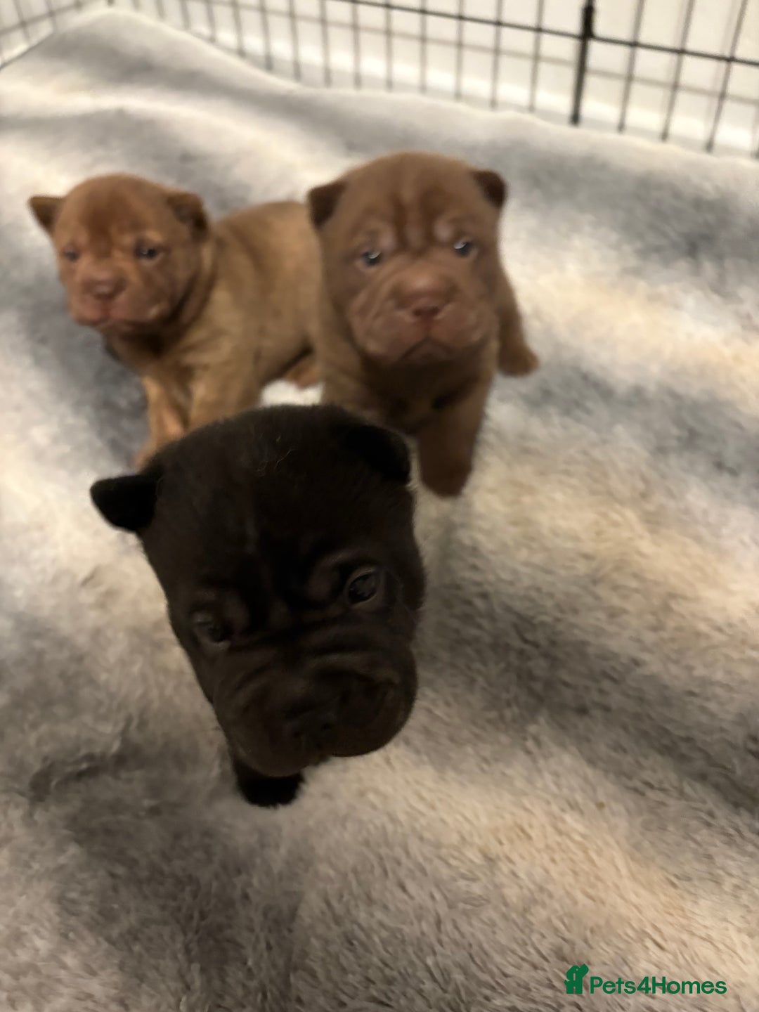 Shar Pei dogs for sale: Stunning Shar Pei Pups - Image 11