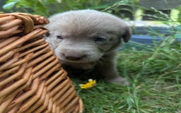 Labrador Retriever dogs for sale: KC Silver Labradors  - Image 19