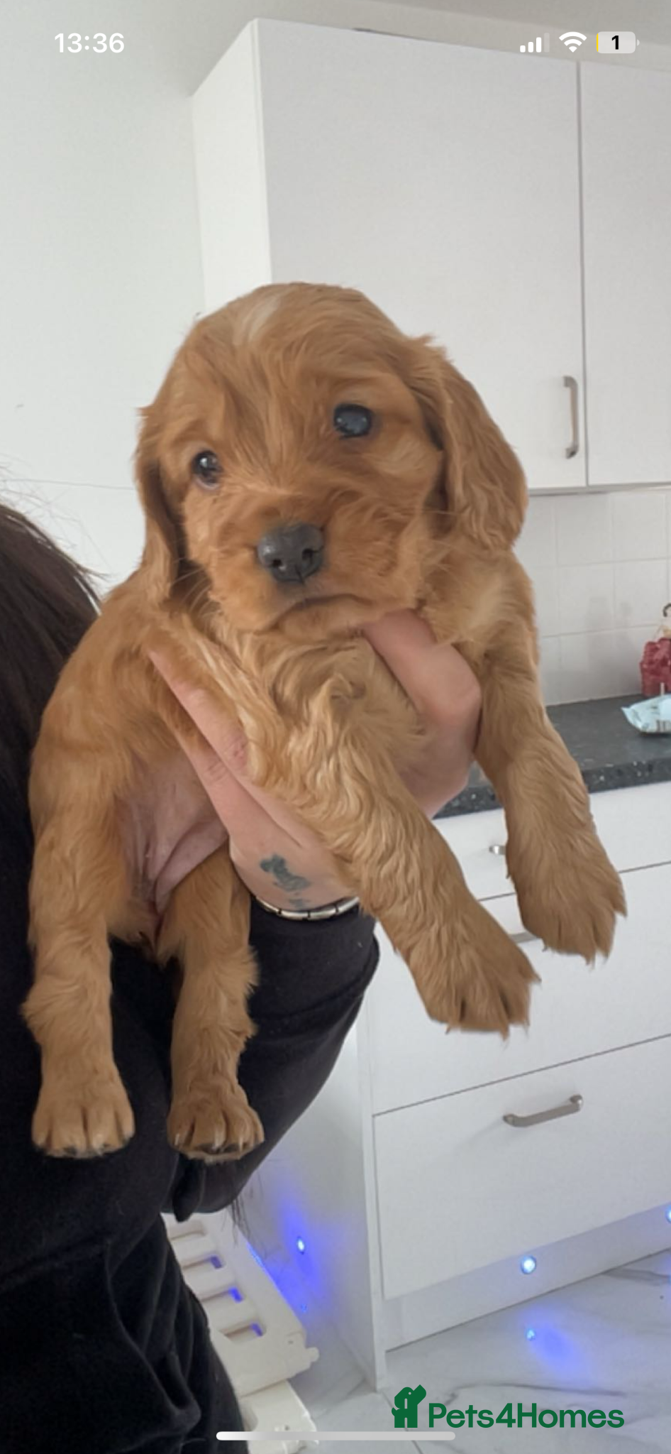 Cocker Spaniel dogs Cocker spaniel  - Advert 15