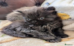 Persian cats for sale: Divine Persian X Russian Blue kittens - Image 4