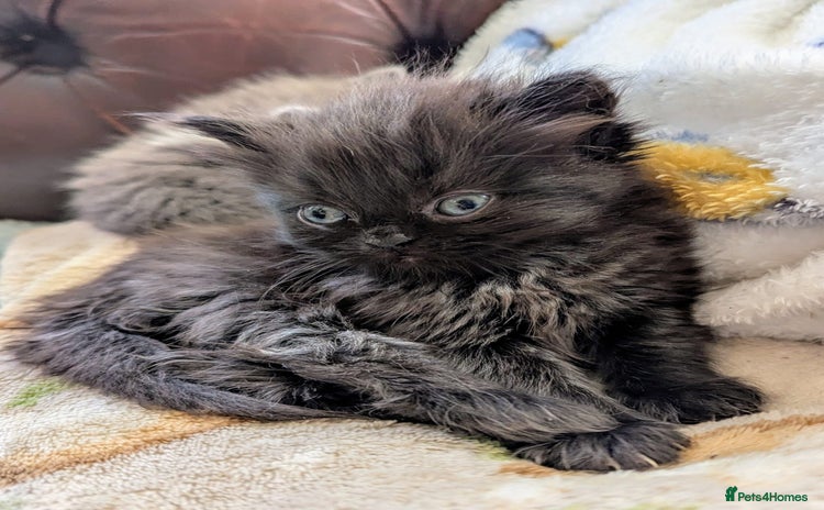 Persian cats - Advert 2