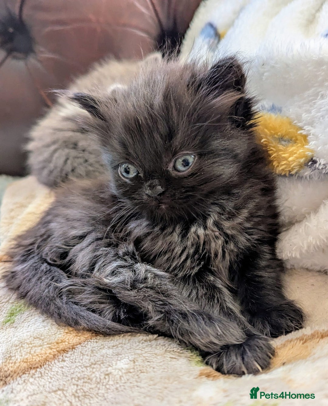 Persian cats for sale: Divine Persian X Russian Blue kittens - Image 4