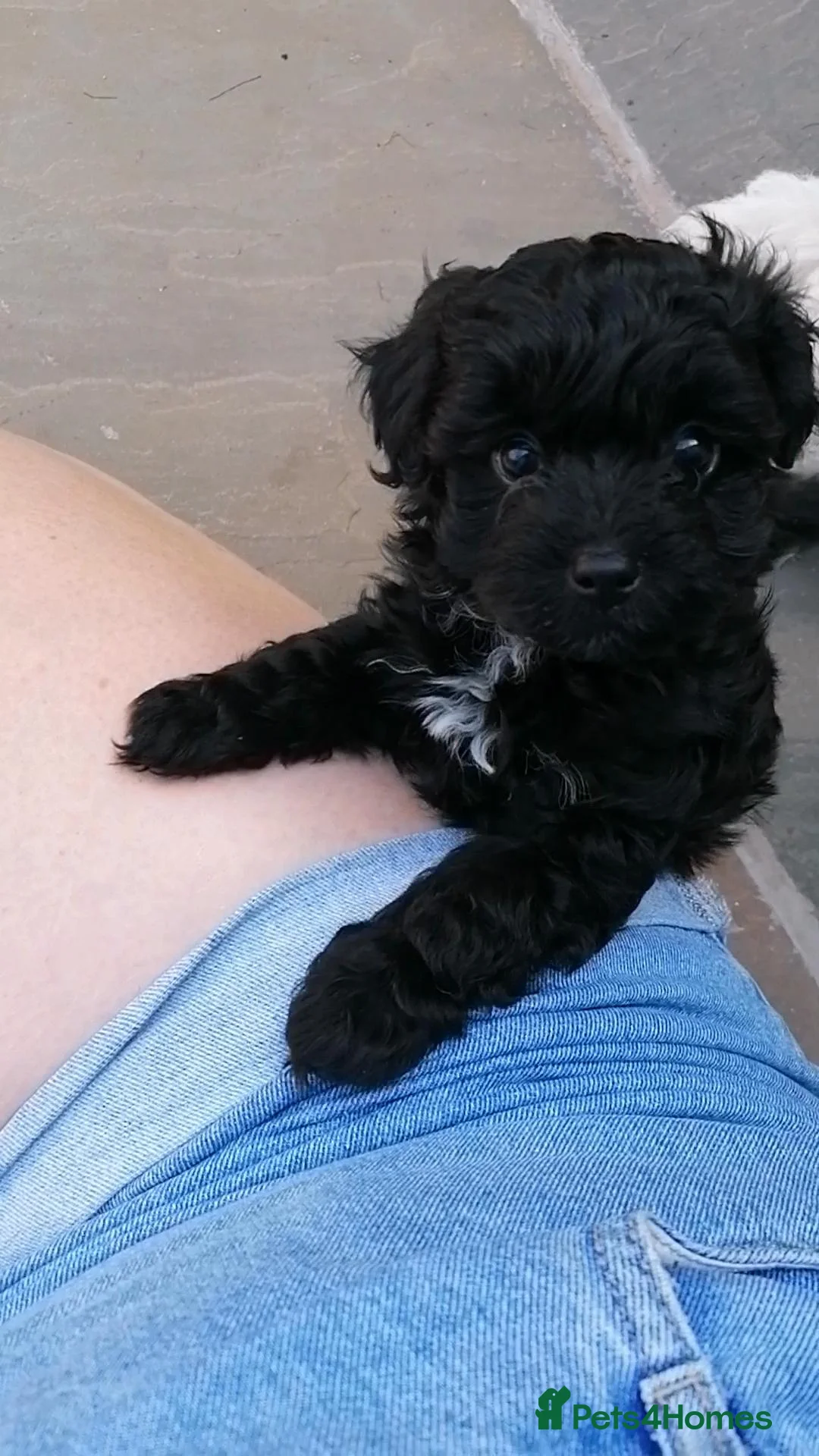 Maltipoo dogs for sale: Toy Maltipoo puppy ready now - Advert 2