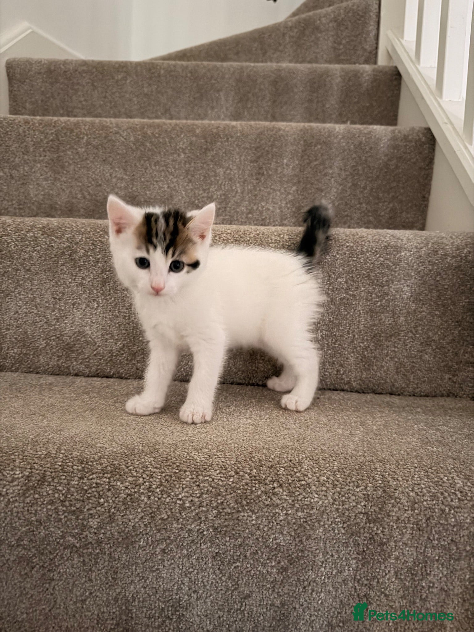 Mixed Breed cats STILL AVAILABLE 10/08 - Little female kitten  - Advert 1