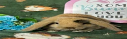 Mini Lop rabbits for sale: Beautiful Baby Mini Lops Ready now  - Advert 14