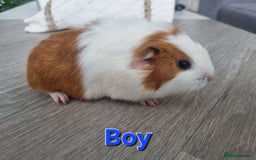 Guinea Pig rodents for sale: Guinea pigs £25 each  - Image 11