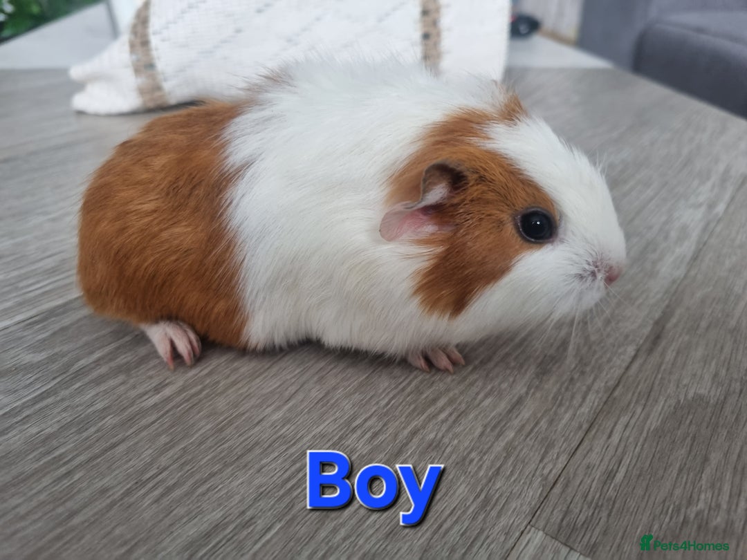 Guinea Pig rodents for sale: Guinea pigs £25 each  - Image 11