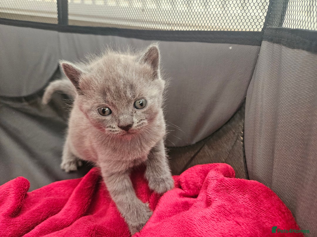 British Shorthair cats for sale: 5 Beautiful Short British haired Kittens  - Image 10