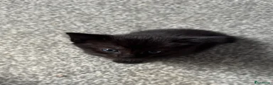 British Shorthair 4
