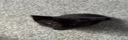 British Shorthair cats for sale: 6 adorable kittens - Advert 9