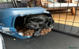 Cockapoo dogs for sale: Exceptional cockapoo pups- 1 Boy, 1 Girl left!! - Image 21
