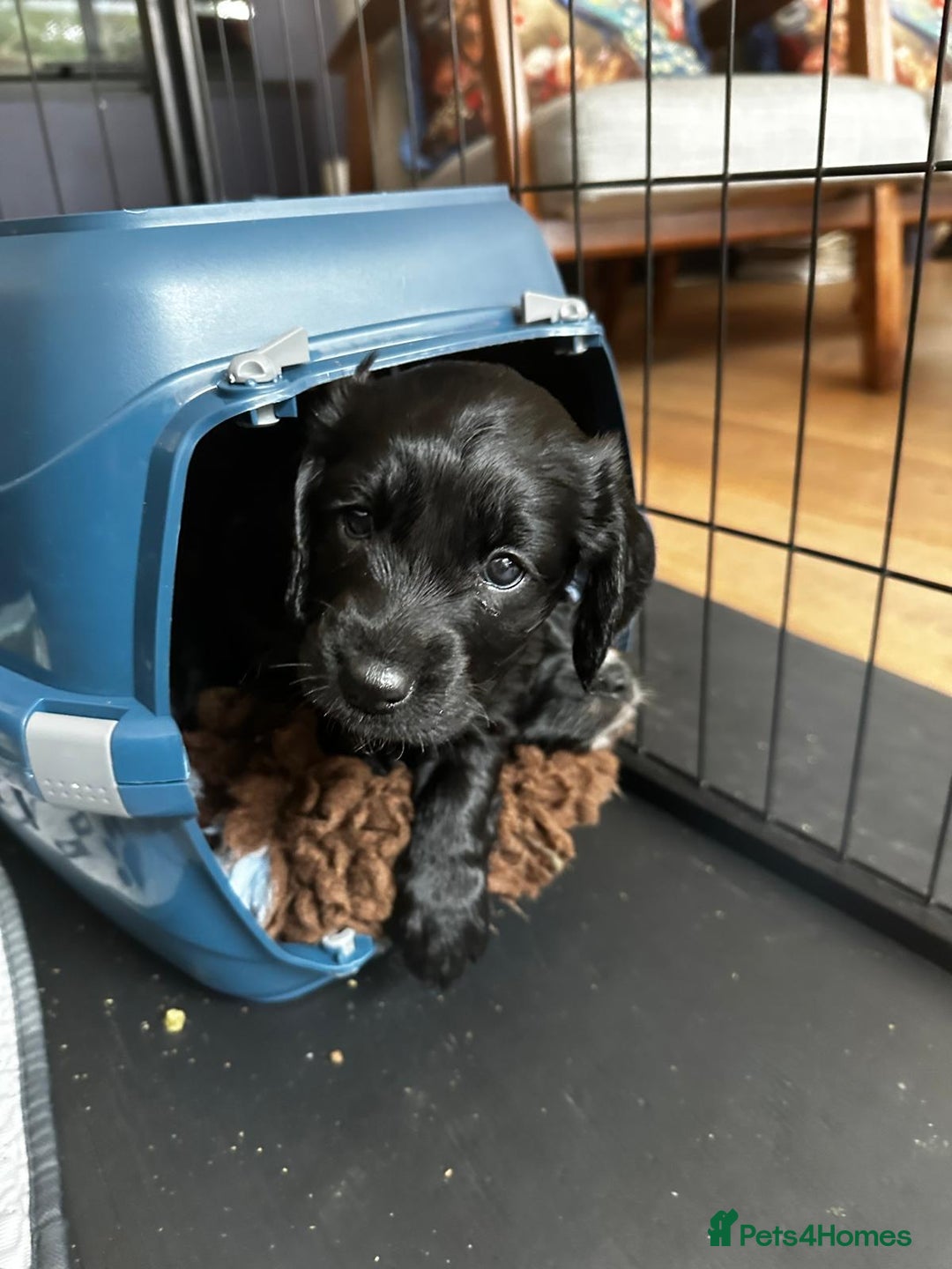 Cockapoo dogs for sale: Exceptional cockapoo pups- 1 Boy, 1 Girl left!! - Image 21