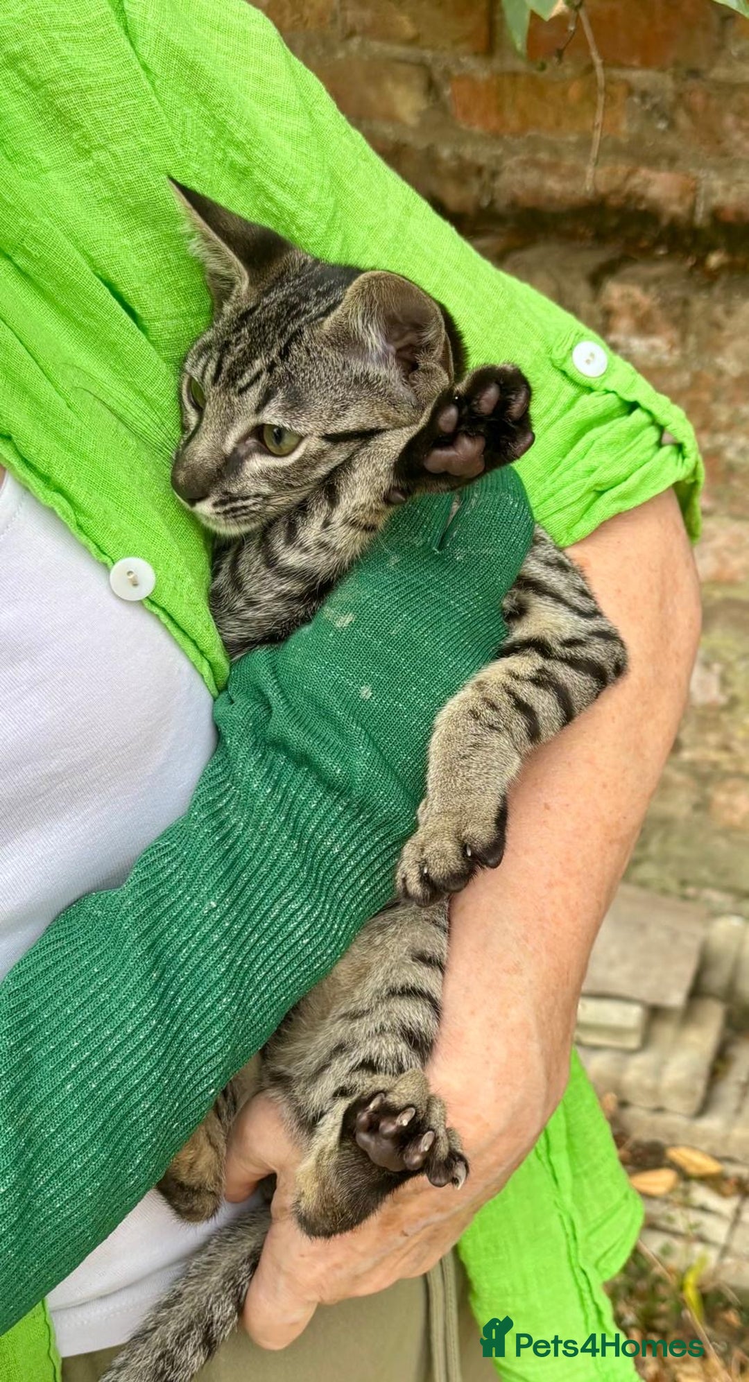 Savannah cats for sale: F9 brown & charcoal spotted savannah kittens - Image 10
