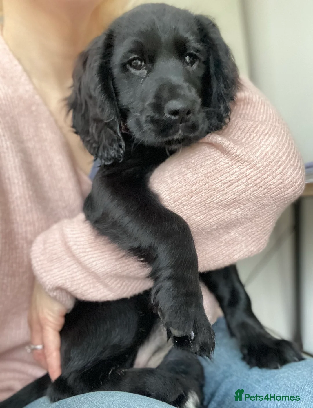 Cocker Spaniel dogs for sale: Beautiful 5 Year Old Cocker Spaniel Bitch  - Advert 7