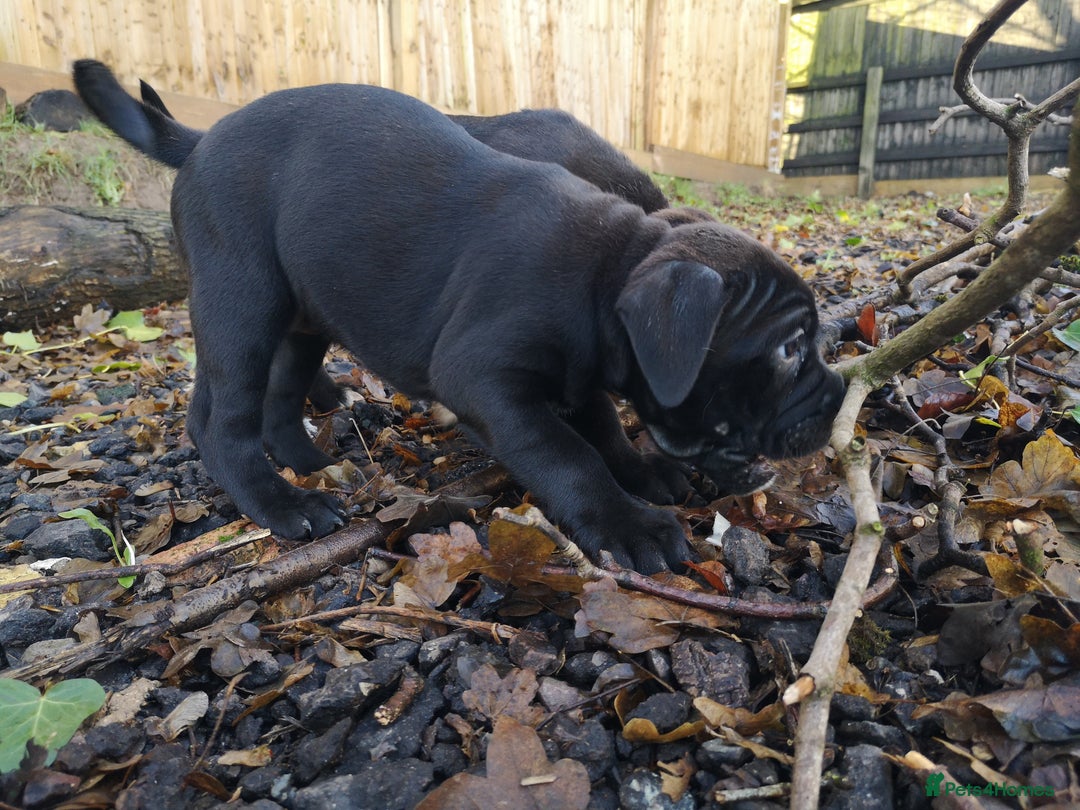 Mixed Breed dogs for sale: Olde english bulldogge x cane corso puppies  - Advert 11