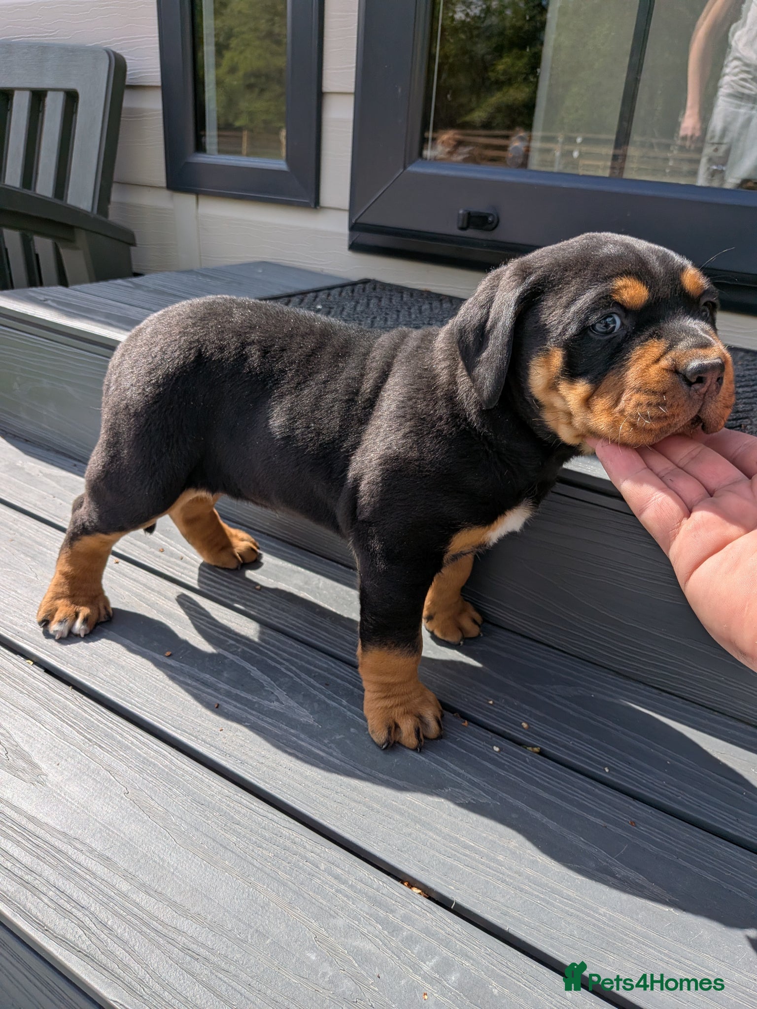 Mixed Breed dogs for sale: Rottweiler cross junkyard dogs - Advert 1