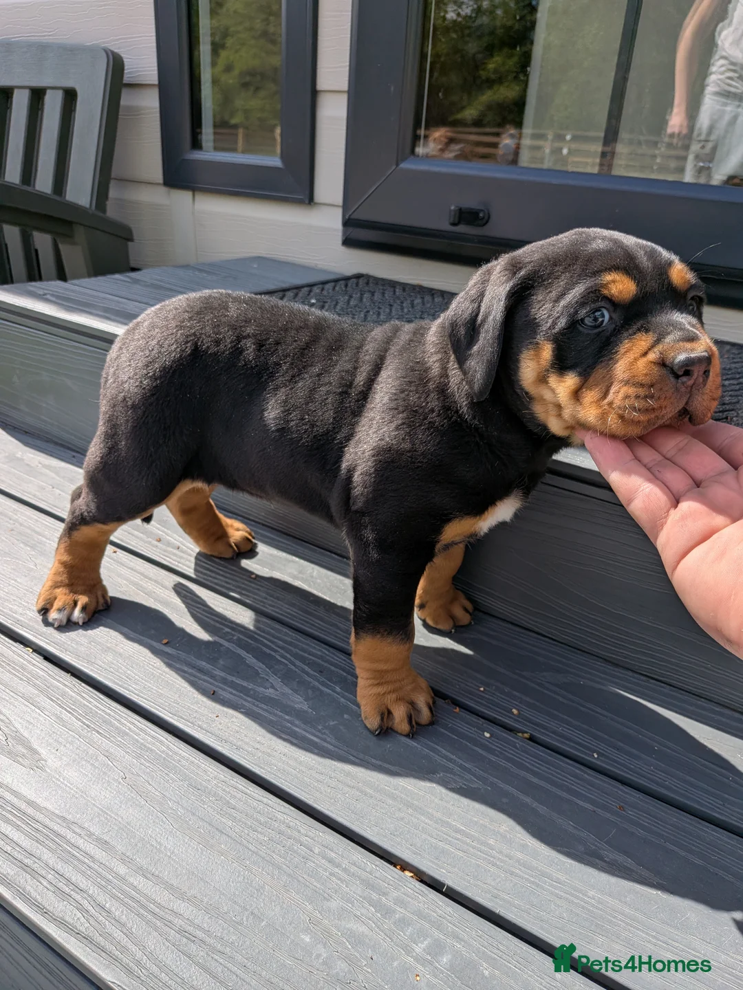 Mixed Breed dogs for sale: Rottweiler cross junkyard dogs - Advert 1