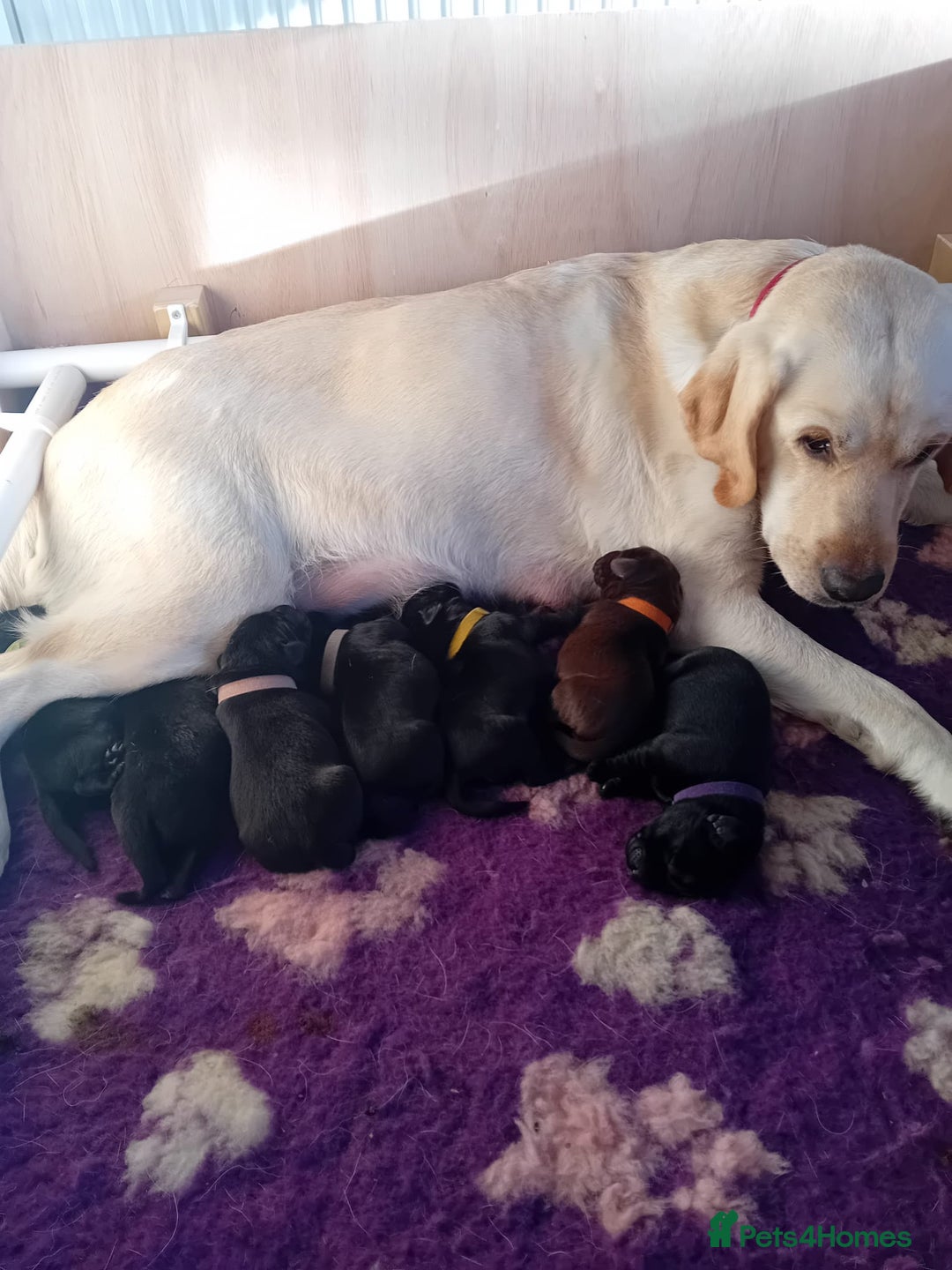 Labrador Retriever dogs for sale: Stunning chunky kc reg pups, parents health tested - Advert 1