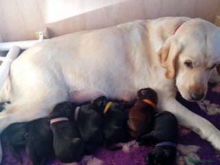 Labrador Retriever dogs Stunning chunky kc reg pups, parents health tested - Advert 5