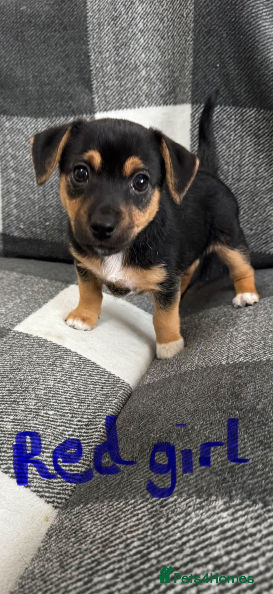 Jack Russell dogs Stunning black n tan smooth coat  - Advert 1