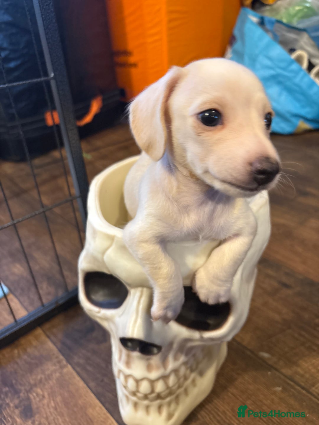 Miniature Dachshund dogs for sale: Cream miniature dachshunds  - Advert 16