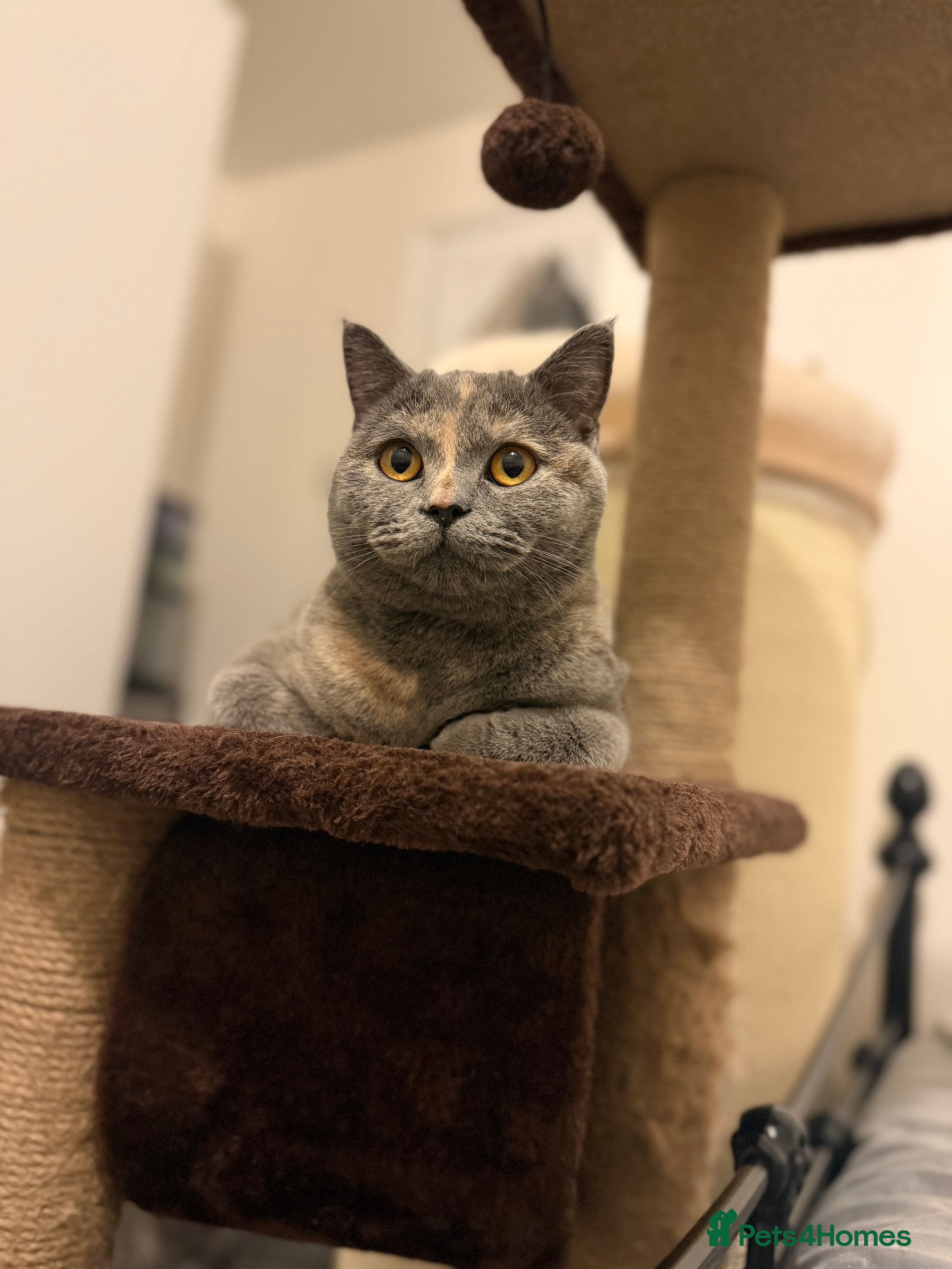 Nova