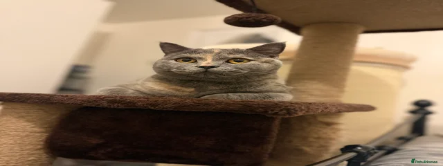 Nova