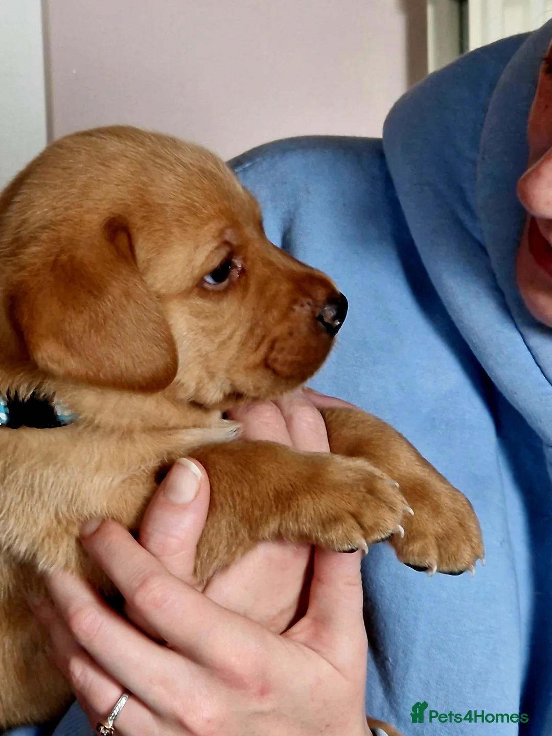 Labrador Retriever dogs for sale: G corkill - Advert 2