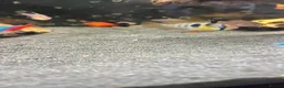 Tetras fish for sale: Tropical fish  - Advert 4