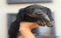 Miniature Dachshund dogs for sale: 1 last Black and Tan Male left!!!   in Watford - Image 6