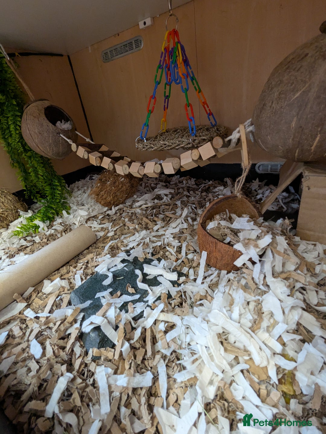 Mouse rodents for sale: Pieds and browns African pygmy dormice!!   - Image 11