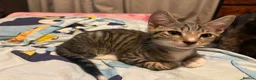 Mixed Breed cats for sale: Tabby torty cross in Derby - Advert 20