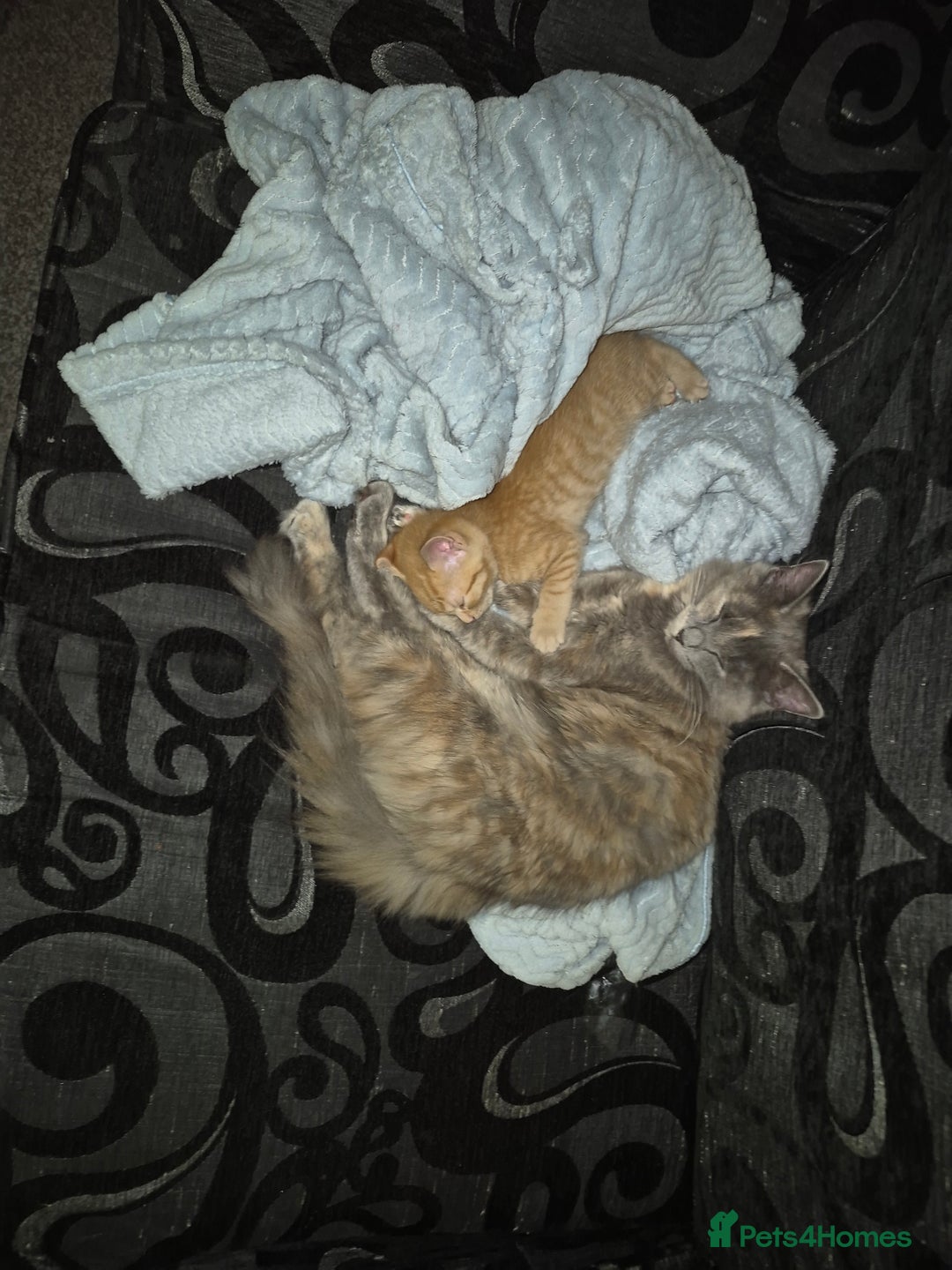 British Shorthair cats for sale: British shorthair cross female  - Image 2