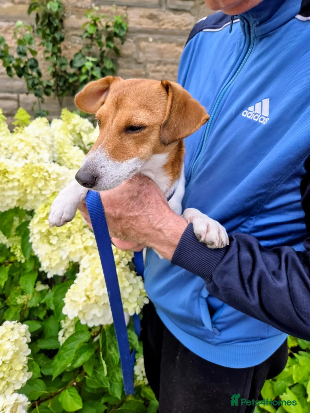 Mixed Breed dogs for adoption: Adorable Rescue puppy Suza for Adoption - Advert 2