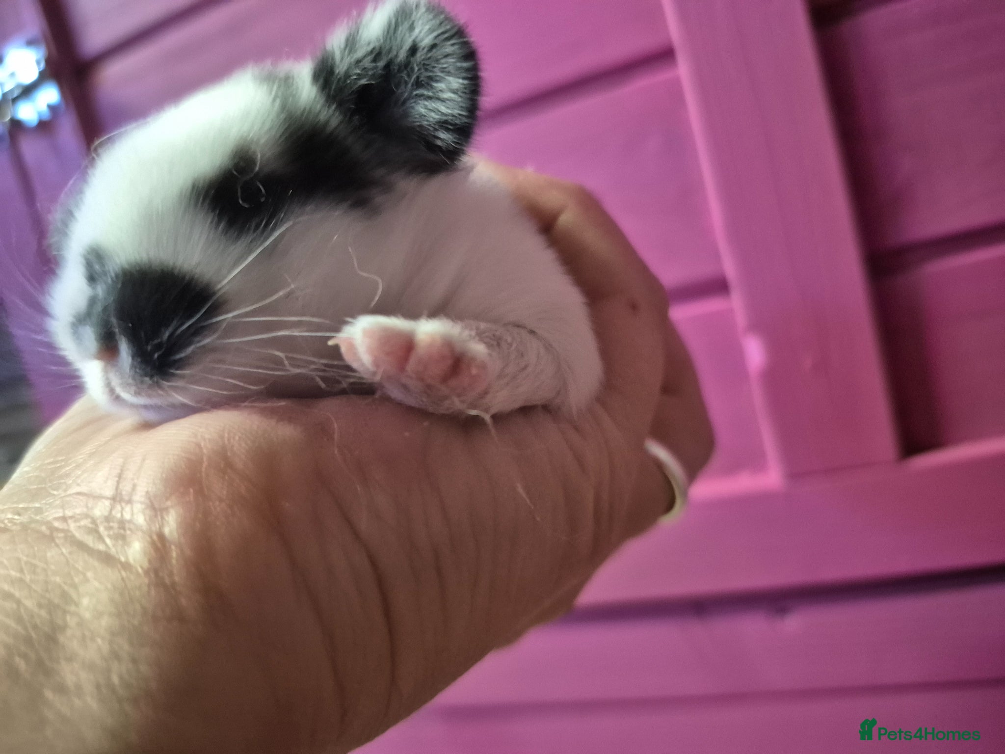 Netherland Dwarf rabbits for sale: Netherland dwarfs dwarf lops mini lops - Advert 5