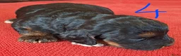 Cockapoo dogs for sale: F1 Cockapoo Pups  - Advert 13