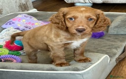 Cockapoo dogs for sale: 🐾Beautiful F2 cockapoos  🐾 - Image 40