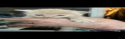 Mixed Breed cats for sale: Rag doll x mixed breed - Advert 7