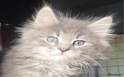Siberian cats for sale: REGISTERED SIBERIAN KITTENS  - Image 4