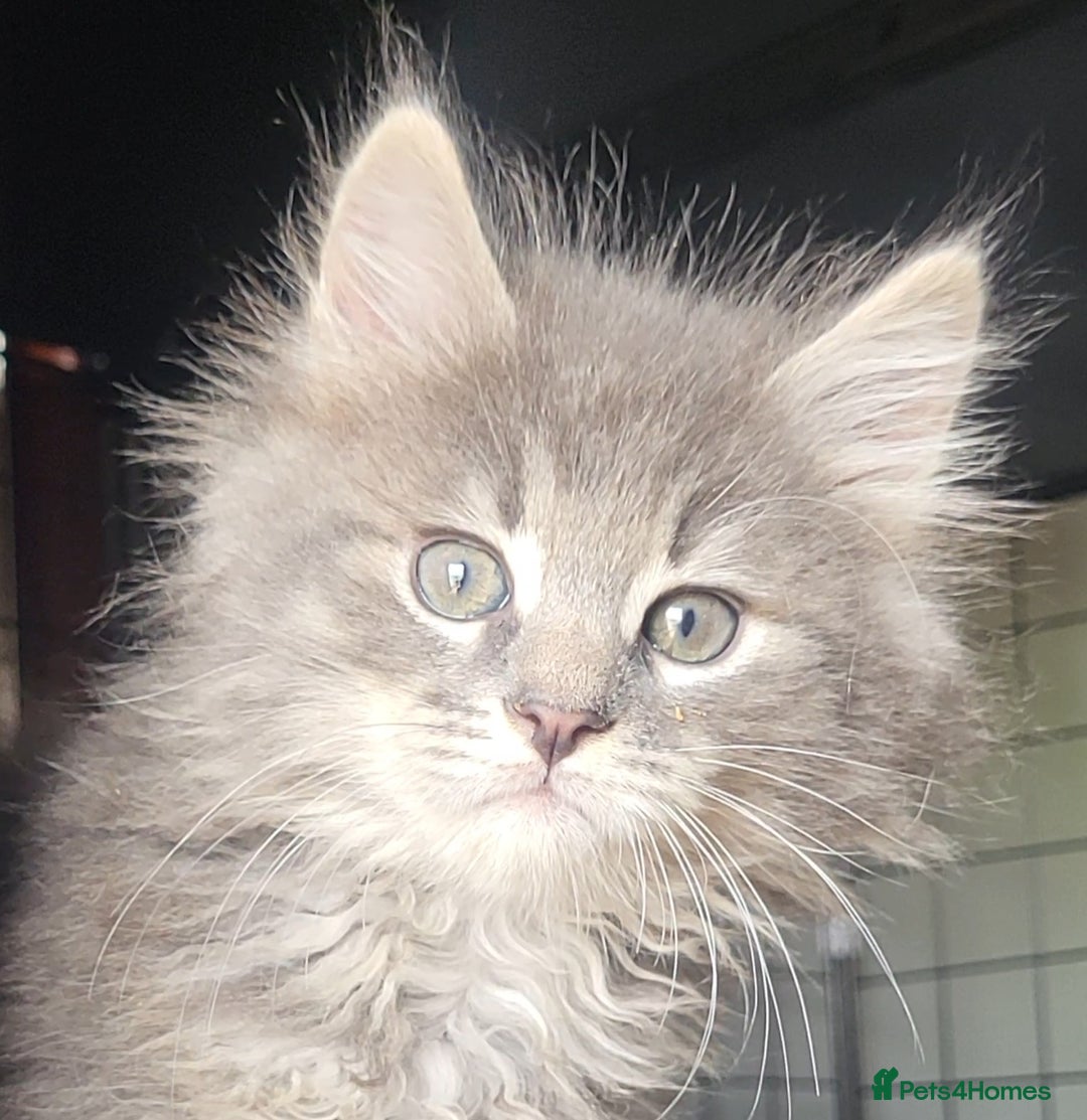 Siberian cats for sale: REGISTERED SIBERIAN KITTENS  - Image 4