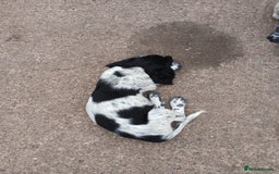 Cocker Spaniel dogs for sale: working type Cocker spaniel puppies available  - Image 8