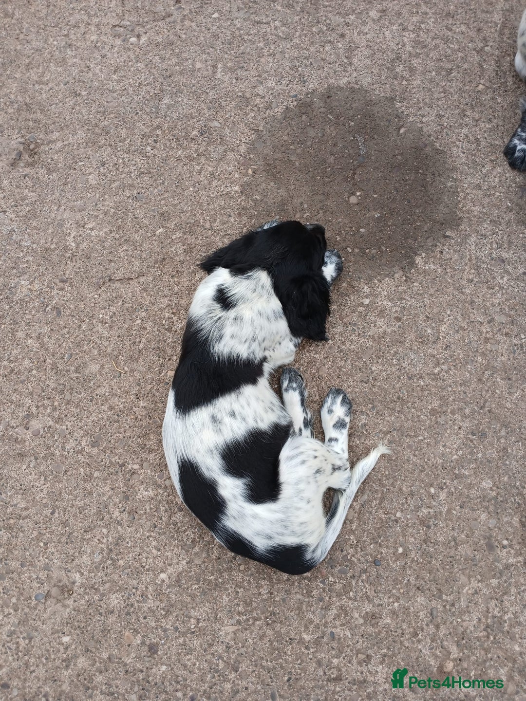 Cocker Spaniel dogs for sale: working type Cocker spaniel puppies available  - Image 8