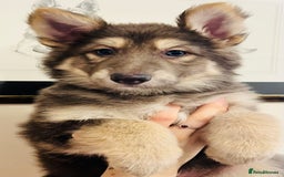 German Shepherd dogs for sale: German Shepherds by Shawhhead Shepherds  - Image 9
