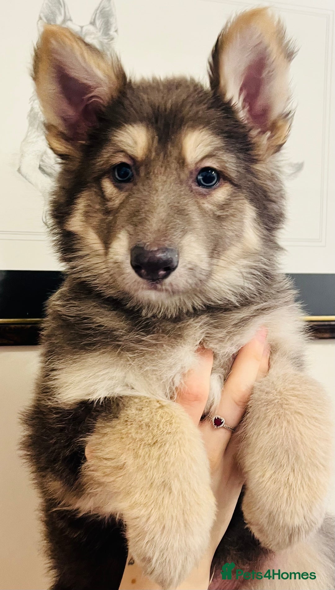 German Shepherd dogs for sale: German Shepherds by Shawhhead Shepherds  - Image 9