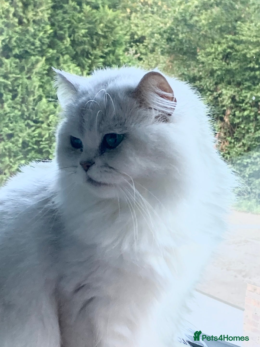 Persian cats for sale: Pedigree Persian silver chinchilla female - Image 3