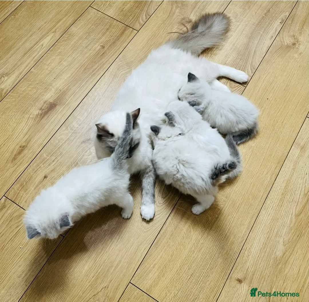 Ragdoll cats for sale: GCCF registered ragdoll kittens  - Advert 6