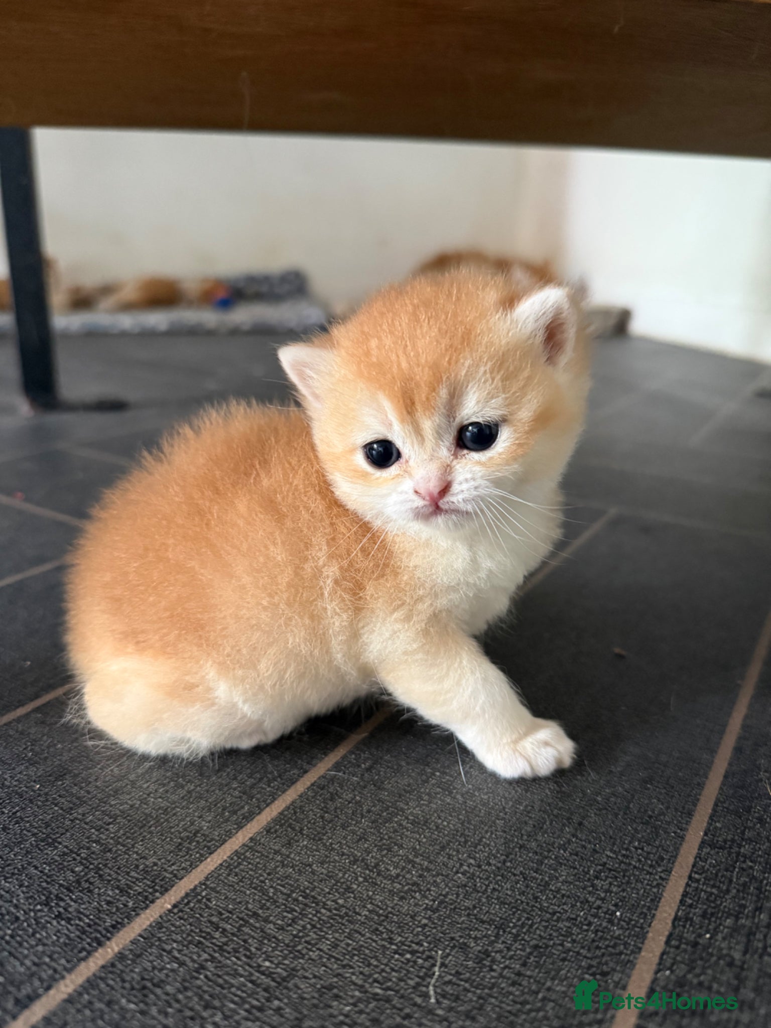 British Shorthair cats GCCF reg BSH Chocolate and Blue Golden Kittens - Advert 13